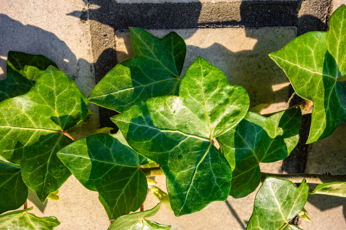 Τι να έχεις κατά νου όταν φυτεύεις κισσό!