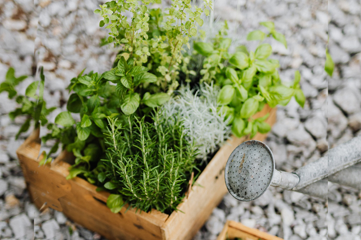 Βάλε ρίγανη! Το ριγανέλαιο και τα οφέλη του!