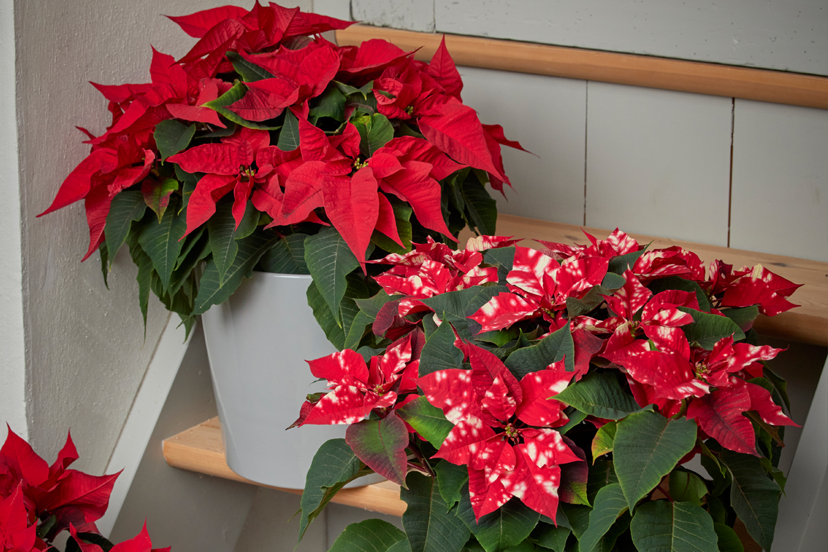 Έτσι θα κρατήσετε «ζωντανά» τα αλεξανδρινά σας!