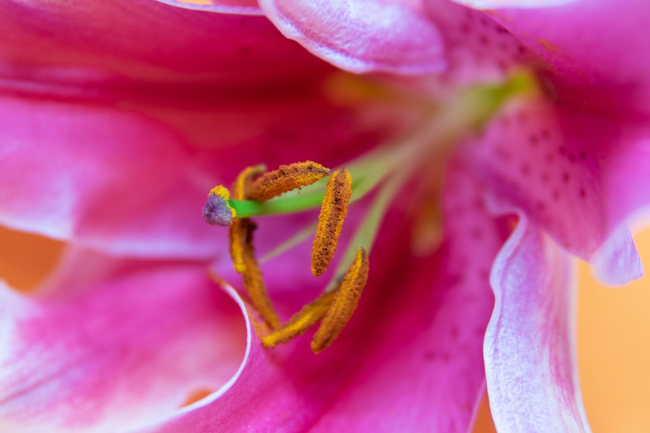 Κολπίτιδα: Οι καλύτερες φυσικές λύσεις με αποδεδειγμένο αποτέλεσμα