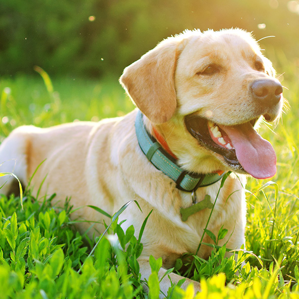 Κτηνιατρικά - Γεωργικά