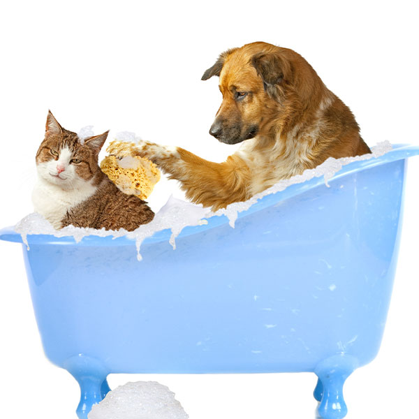 Περιποίηση Κατοικιδίων