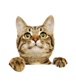 Προϊόντα για Γάτες