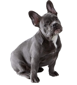 Προϊόντα για Σκύλους