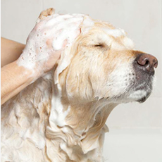 Αντιπαρασιτικά / Καλλωπισμός Κατοικιδίων