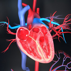 Καρδιά - Αγγεία