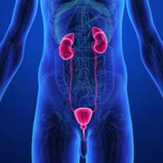 Στυτική λειτουργία