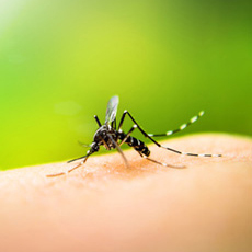 Αντικουνουπικά