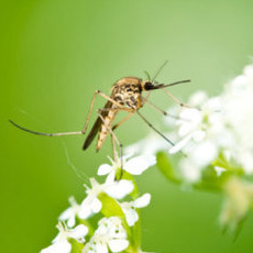 Απωθητικά Εντόμων