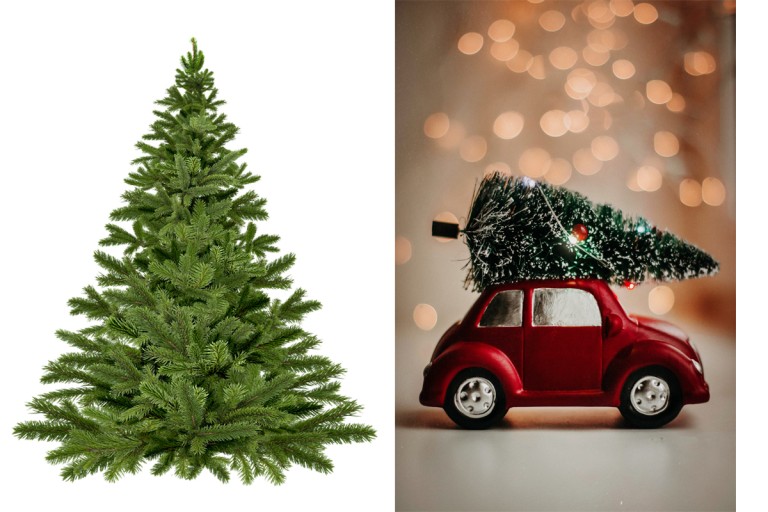 Πότε μην αγοράζεις έλατο, εάν έχει όψη σαν...