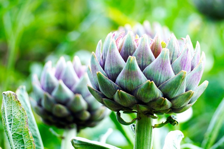 Αγκινάρα, η θαυματουργή!