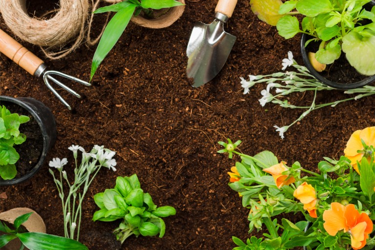 Αυτά είναι τα 4 φυτά που διώχνουν τα κουνούπια!