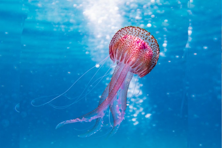 Τι κάνουμε εάν μας τσιμπήσει μέδουσα;