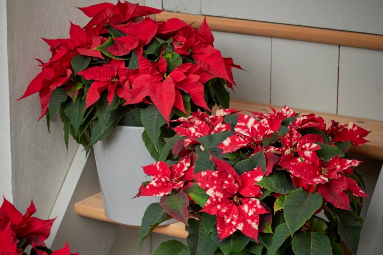 Έτσι θα κρατήσετε «ζωντανά» τα αλεξανδρινά σας!