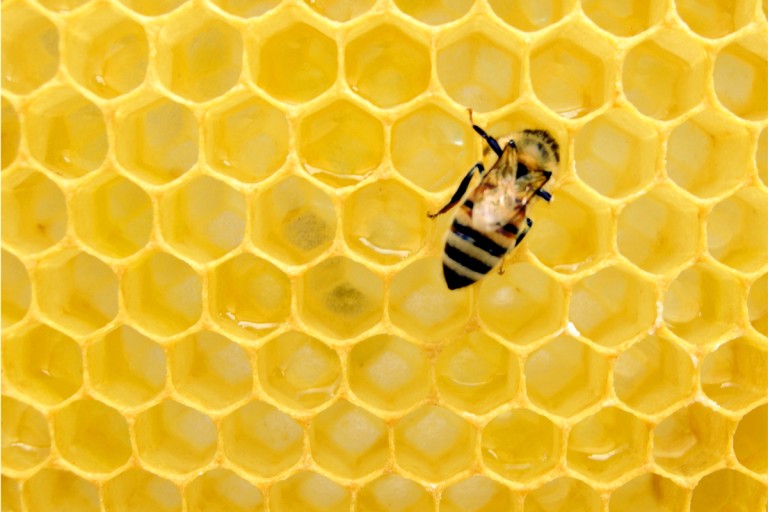 Βασιλικός πολτός: Σύμμαχος και στις Πανελλήνιες