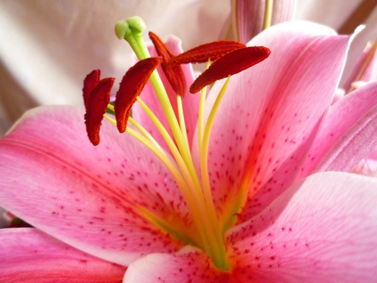 Συμπληρώματα διατροφής που βοηθούν τη γονιμότητα!