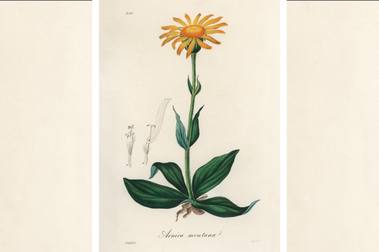 Αρνικα! Το φυτό που διώχνει τις μελανιές κι όχι μόνο!