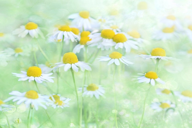 Χαμομήλι: Ανακαλύψτε τις πολύτιμες ιδιότητες & χρήσεις του!