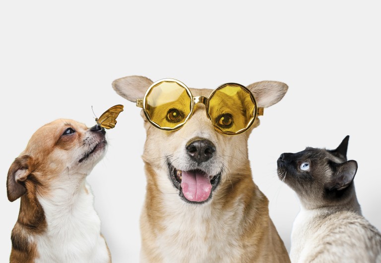 Τσιμπούρια, ψύλλοι & σκνίπες: Όχι στο ζώο μου